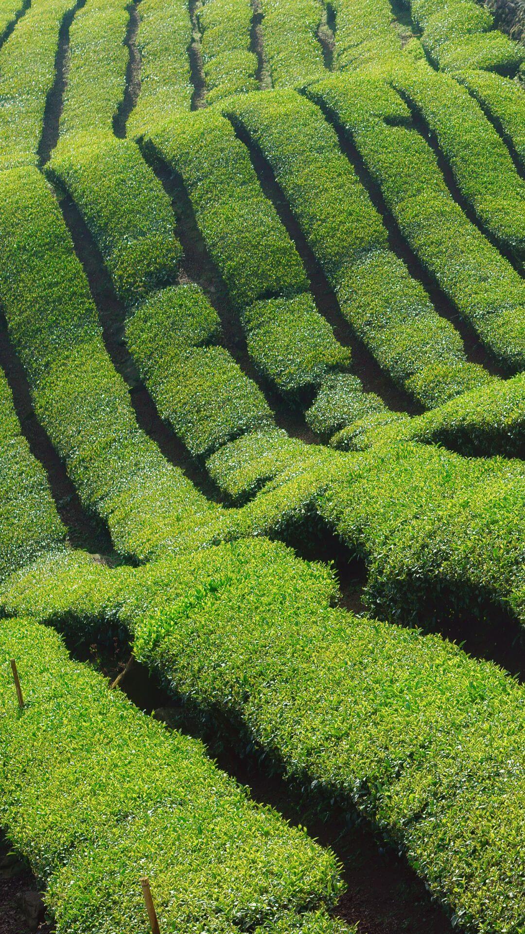 Nakai farm in japan