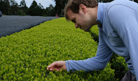 Will Klingner in a light blue long-sleeve shirt leans over a lush green tea plantation, gently touching the young tea leaves in an outdoor field under an overcast sky.