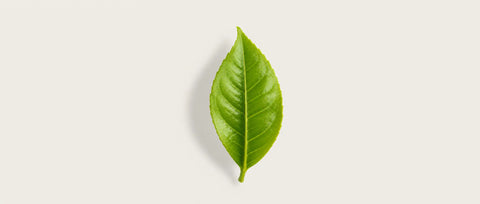 A single fresh green leaf with prominent veins, centered on a light beige background with a soft drop shadow.