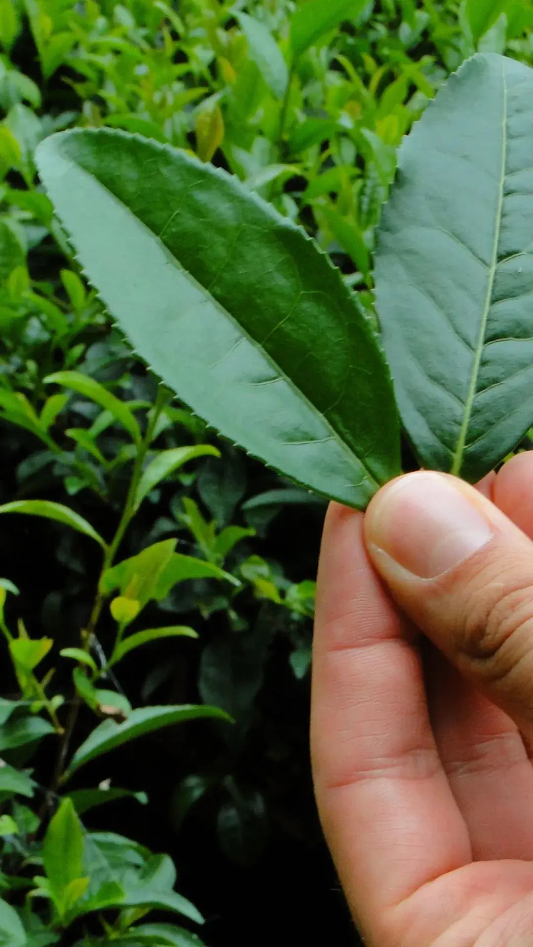 japanese green tea leaves