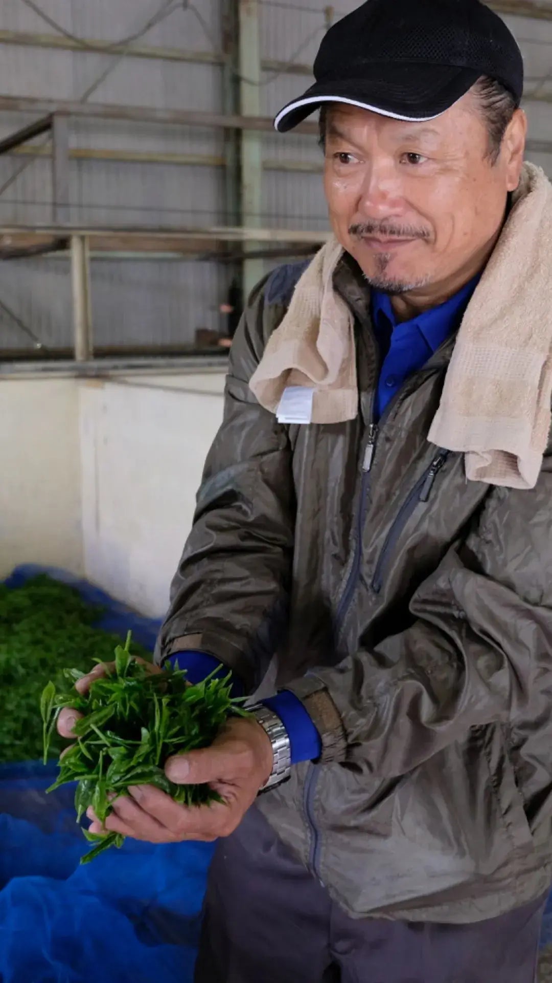 mister sakamoto holding gyokuro leaves