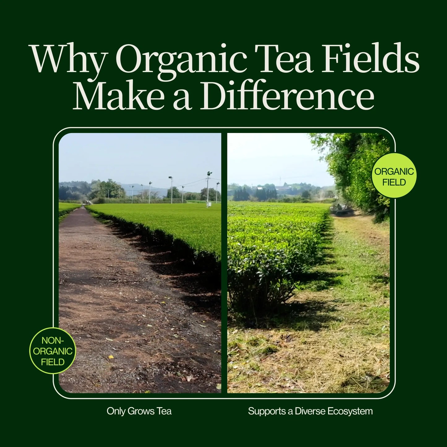 Matcha Tea Advent Calendar 2025 with Whisk, Chawan and Chashaku