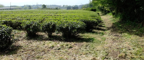A wide organic tea field of a tea plantation with rows of green tea bushes, a dirt path on the right, and trees in the background under a bright sky.