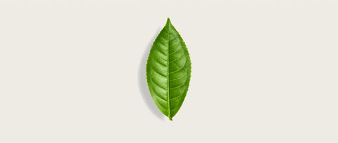 A single fresh green leaf with prominent veins, centered on a solid off-white background.