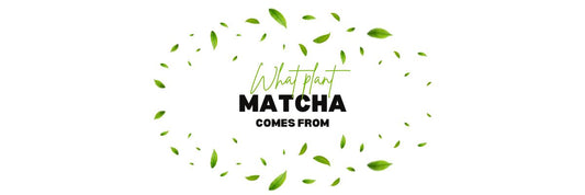 What plant matcha comes from