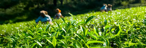 Best Green Tea Brand: The Marketing Scam Exposed