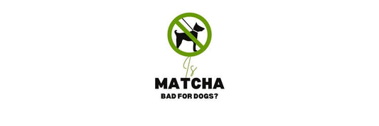 is matcha bad for dogs