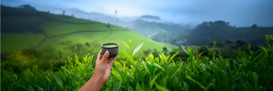 Tea farmer holding a bowl of matcha in a tea field illustrating the single cultivar matcha meaning