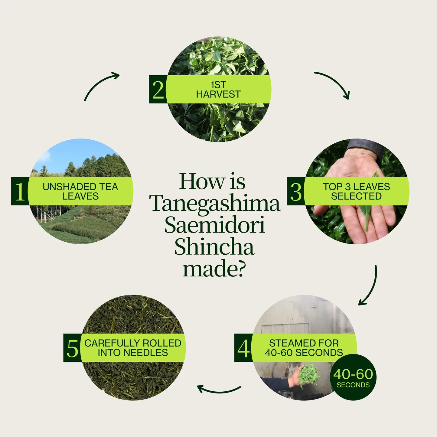 Tanegashima Saemidori Shincha