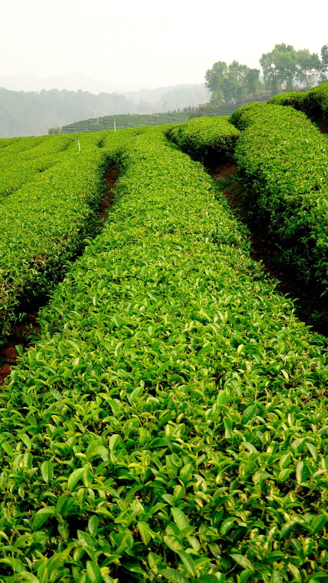 Masuda tea farm in japan