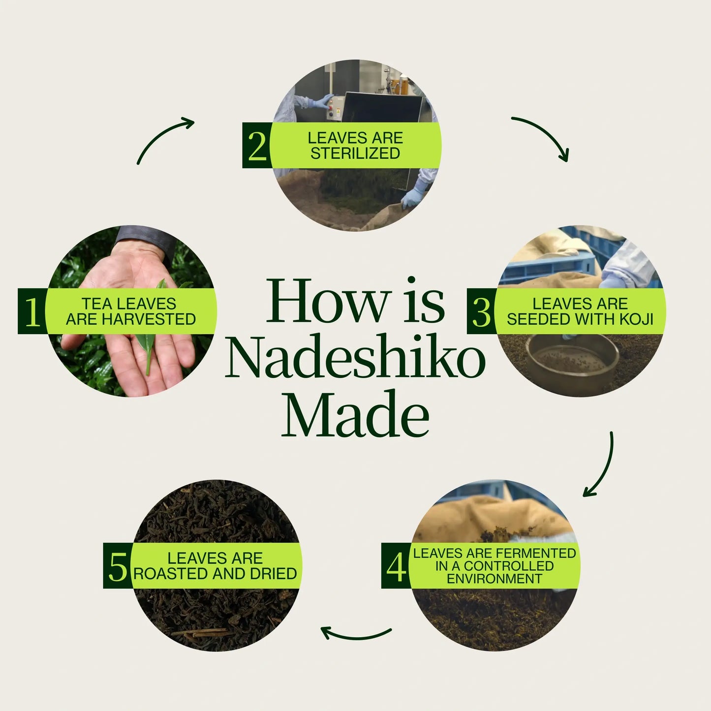 Nadeshiko Rose Japanese Fermented Tea